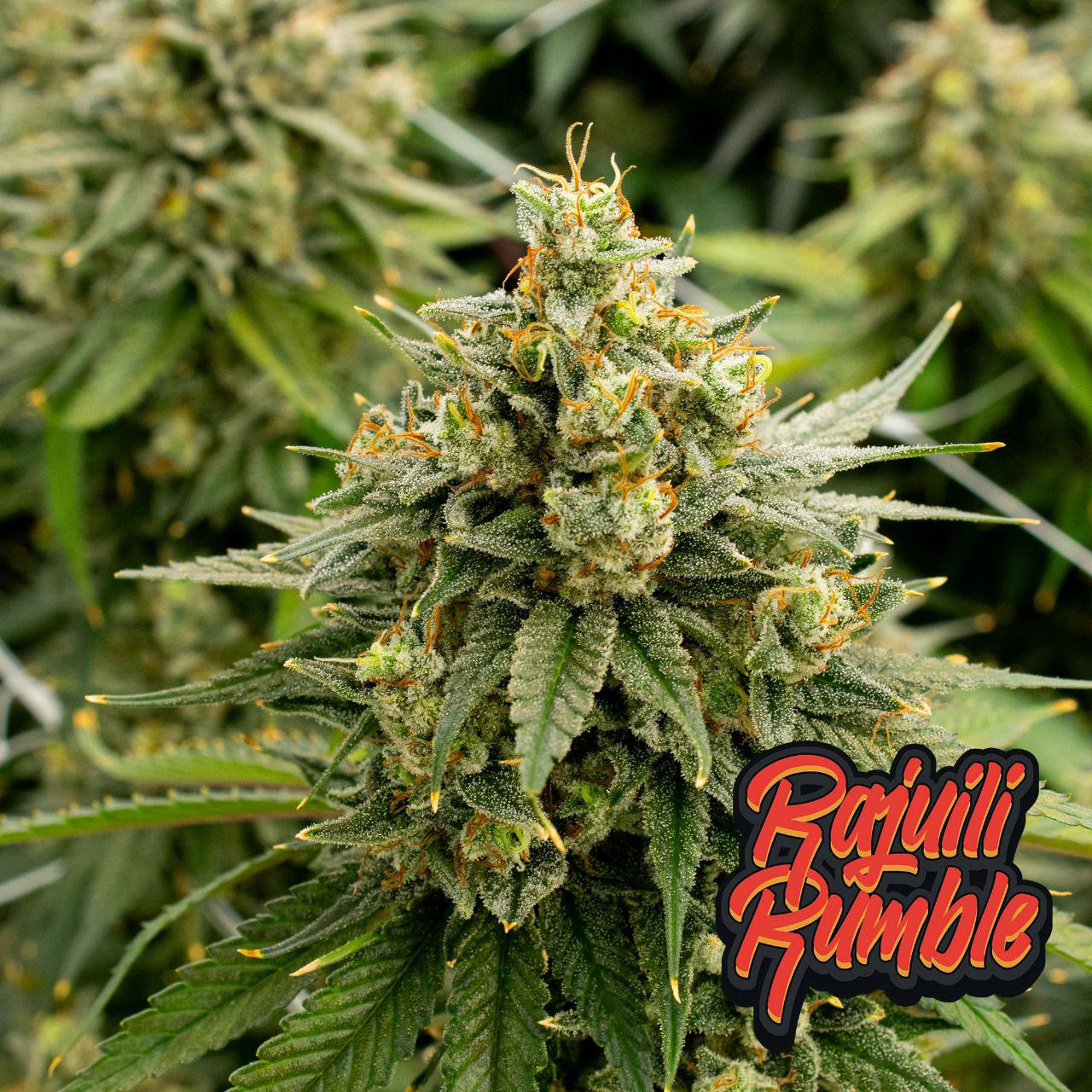 Rajuili Rumble branded flower image