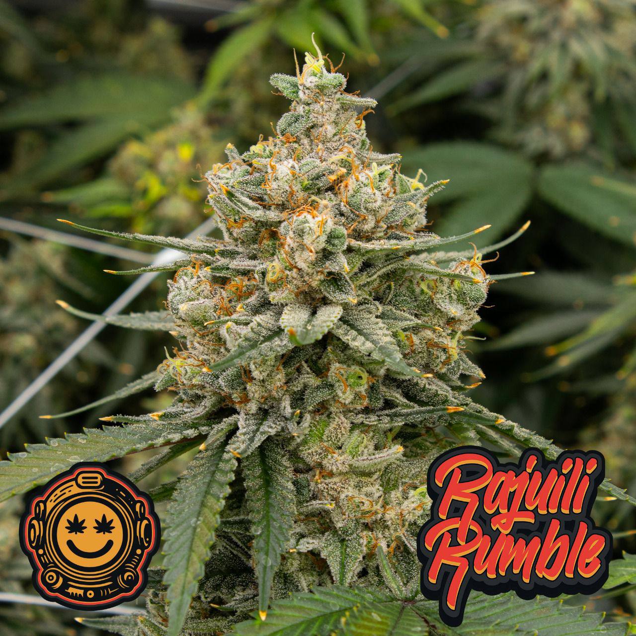 Rajuili Rumble branded flower close up