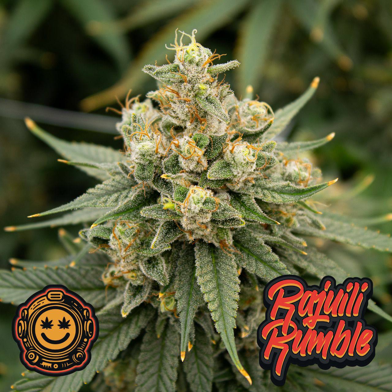 Rajuili Rumble flower product image