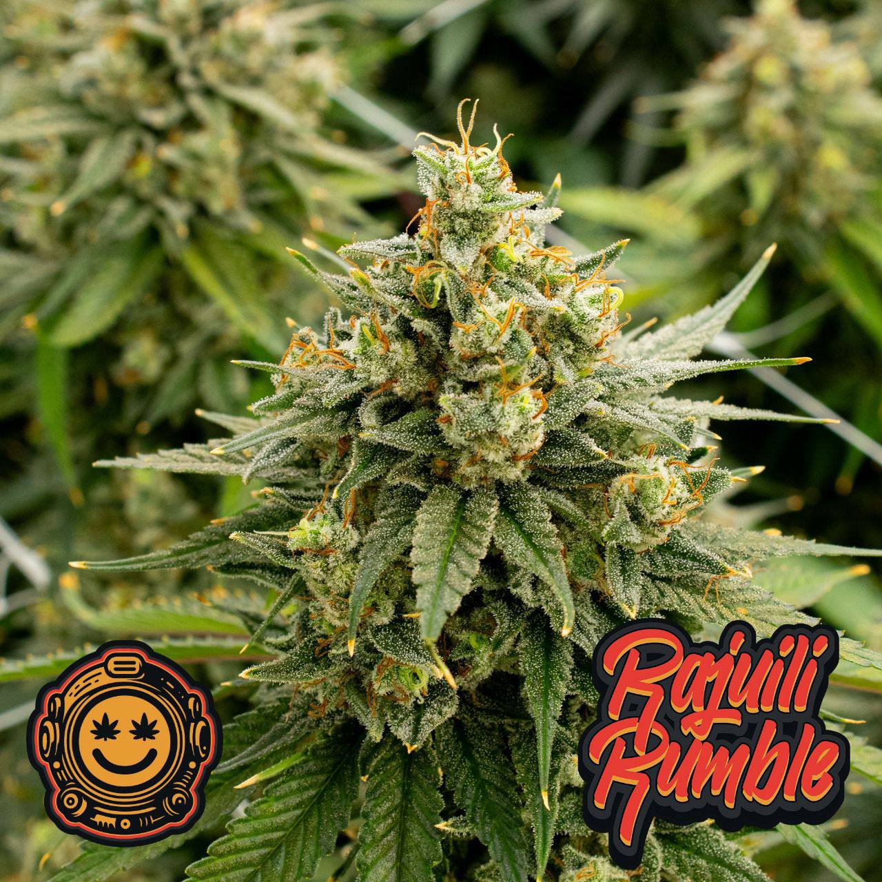 Rajuili Rumble cannabis product image