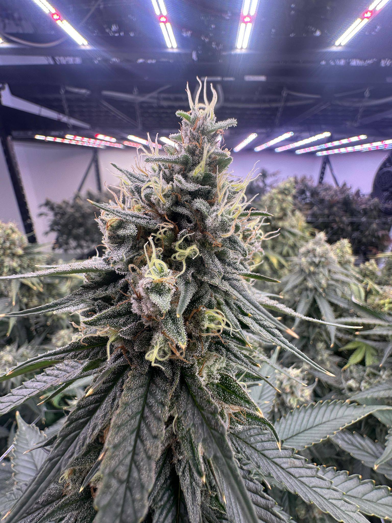 Cannabis plant in grow room lighting