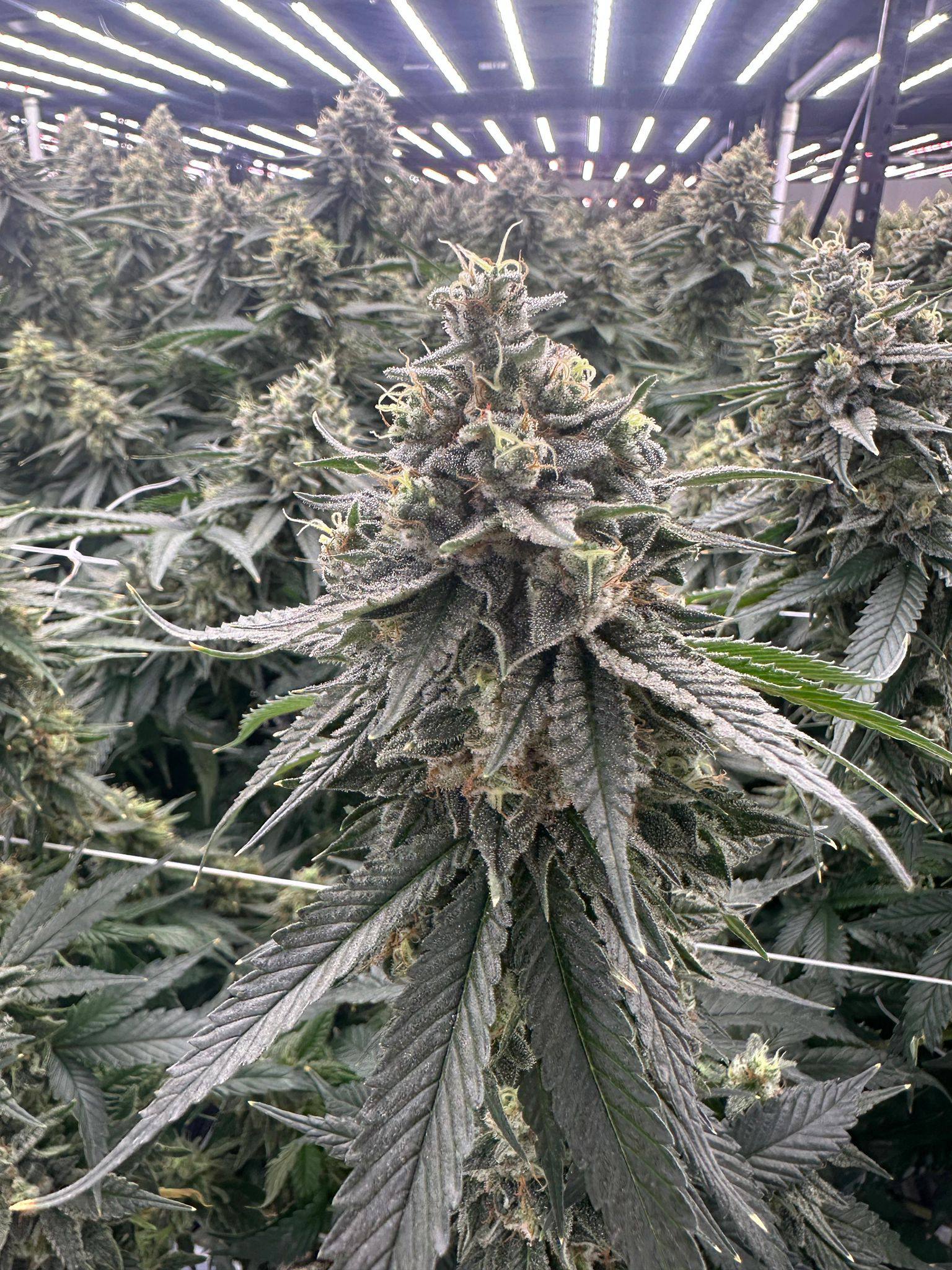 Cannabis grow room product plant