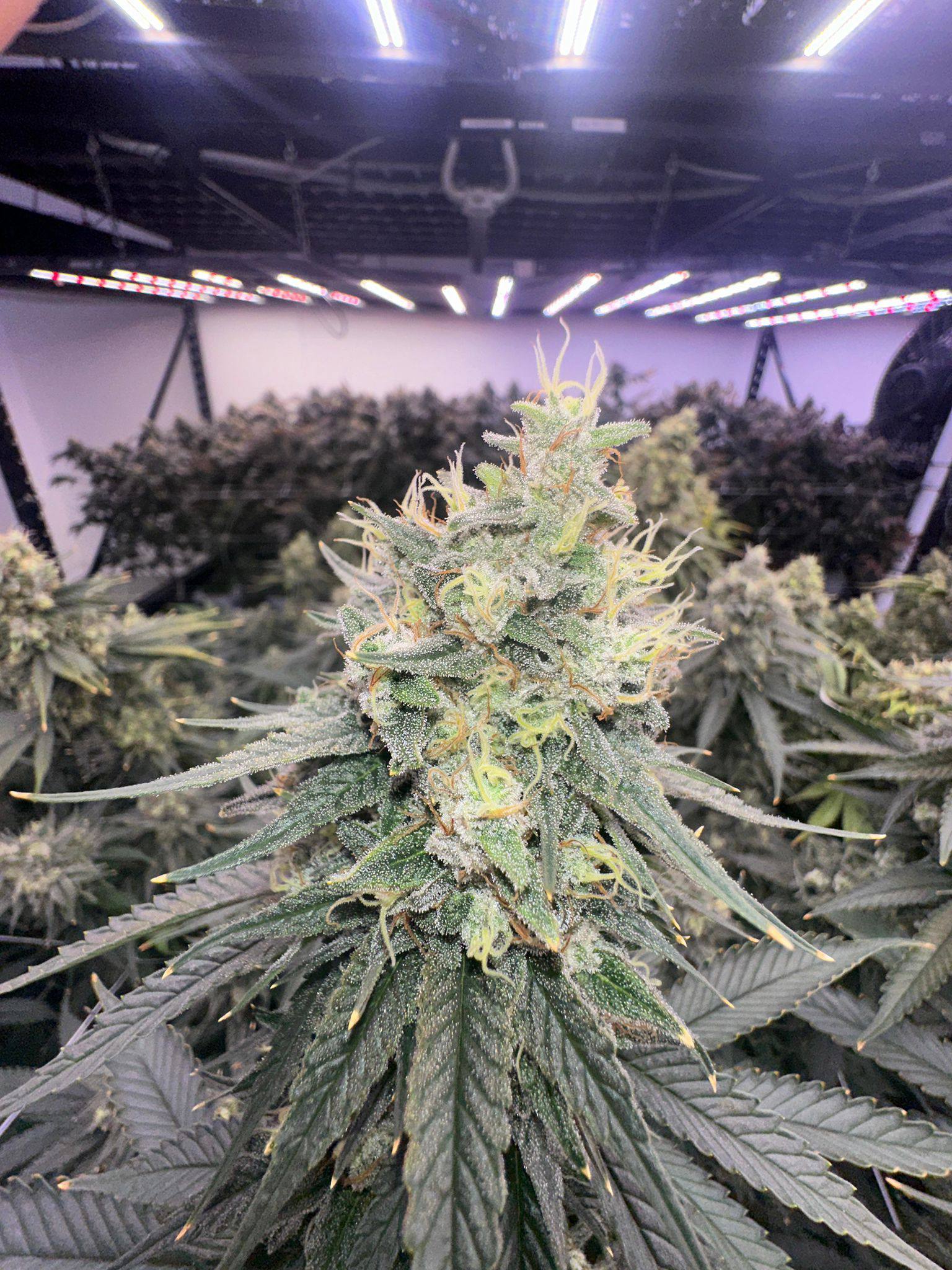Cannabis plant in grow room